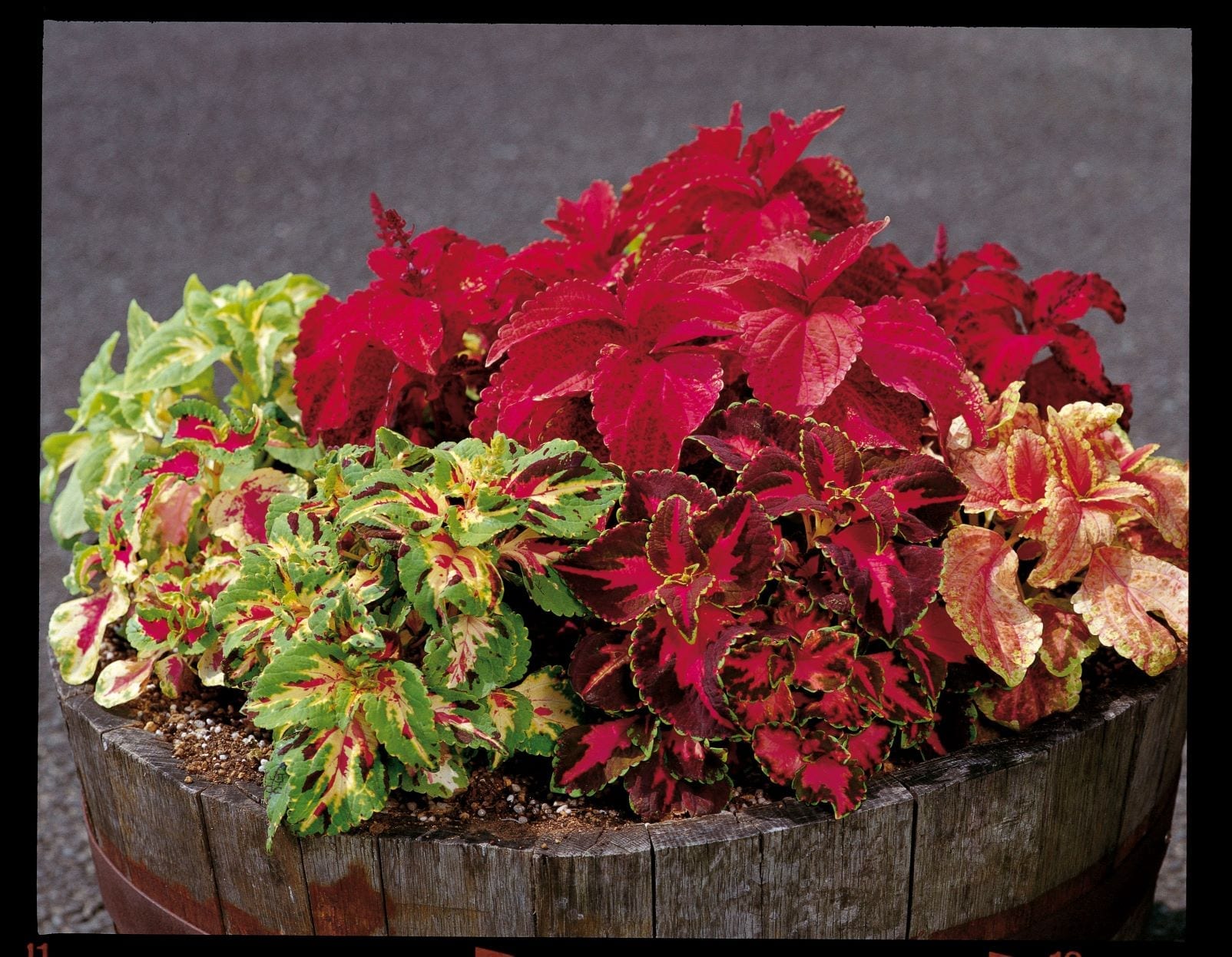 AN Coleus Masterblends Rainbow ball DESK-PLANTS