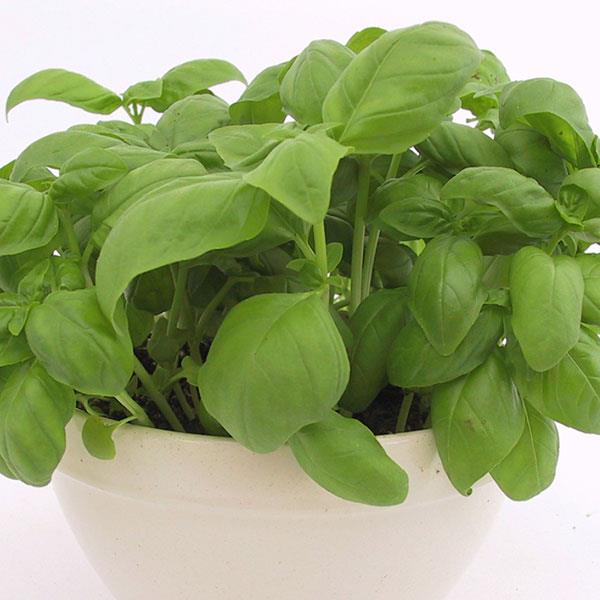 HB Basil Genovese ball INDOOR-PLANTS